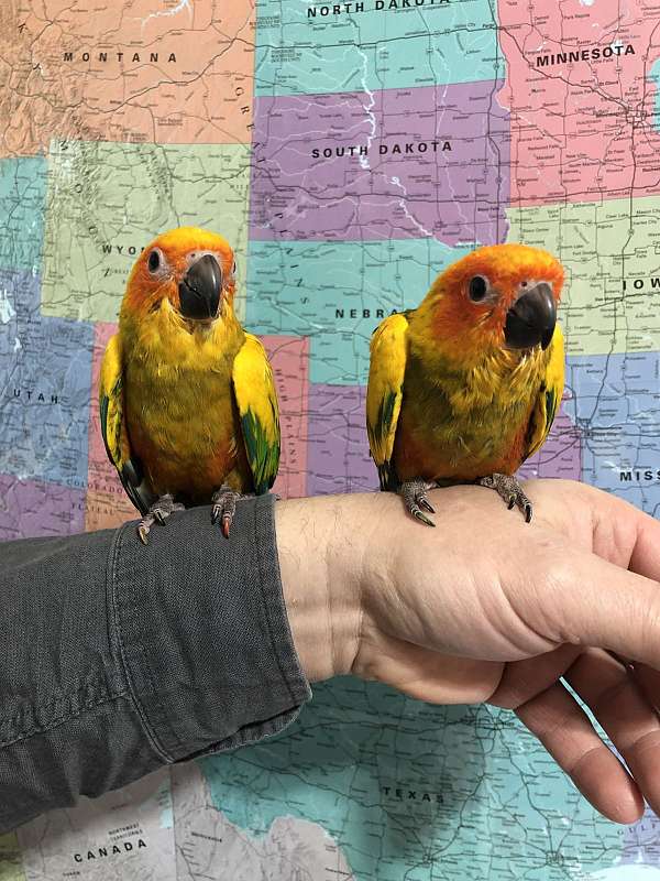 sun-conure-for-sale