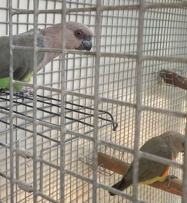 red-bellied-poicephalus-parrots-for-sale-in-west-palm-beach-fl