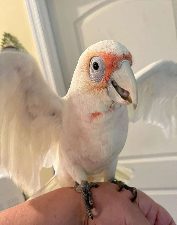 rare-talking-cockatoo-for-sale