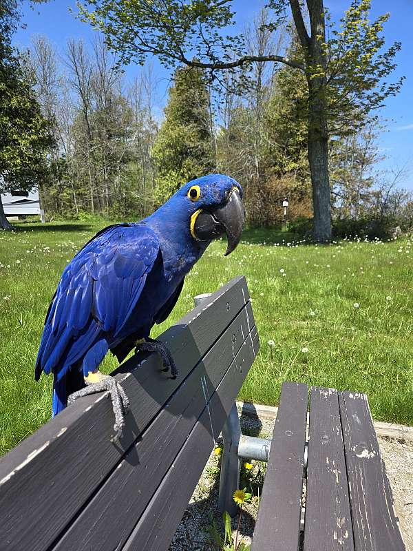 macaw-for-sale-in-marinette-wi