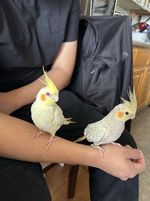 cockatiel-for-sale-in-los-ngeles-ca