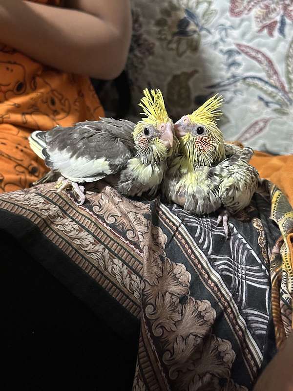 cockatiel-for-sale