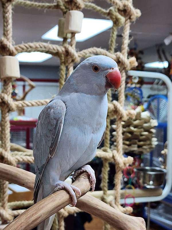 ringneck-parakeet-for-sale-in-stroudsburg-pa