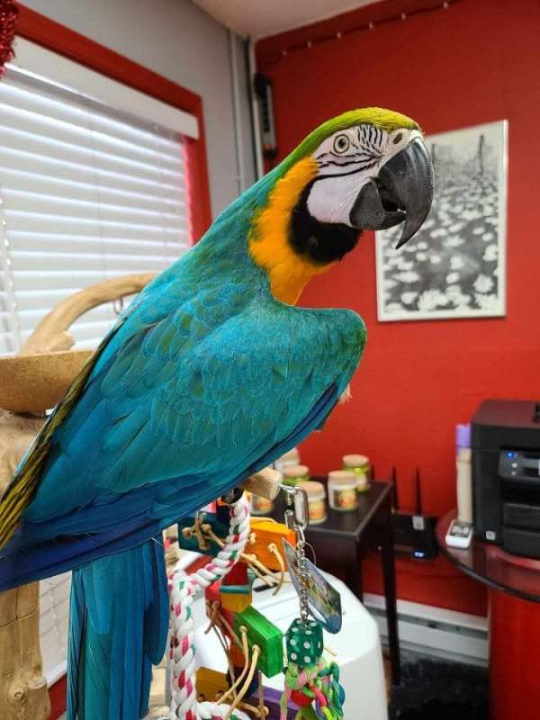 blue-gold-macaw-for-sale-in-stroudsburg-pa