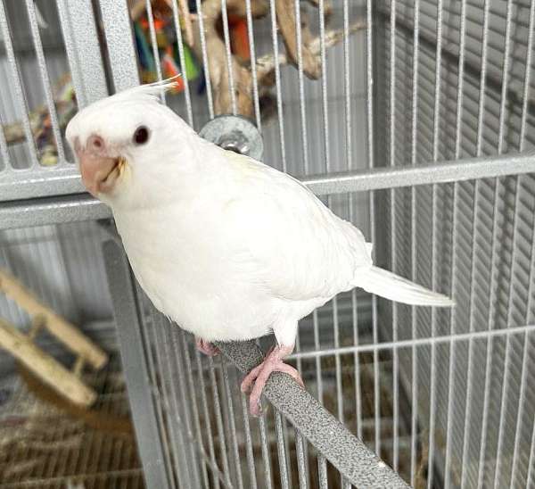 baby-lutino-white-bird-for-sale