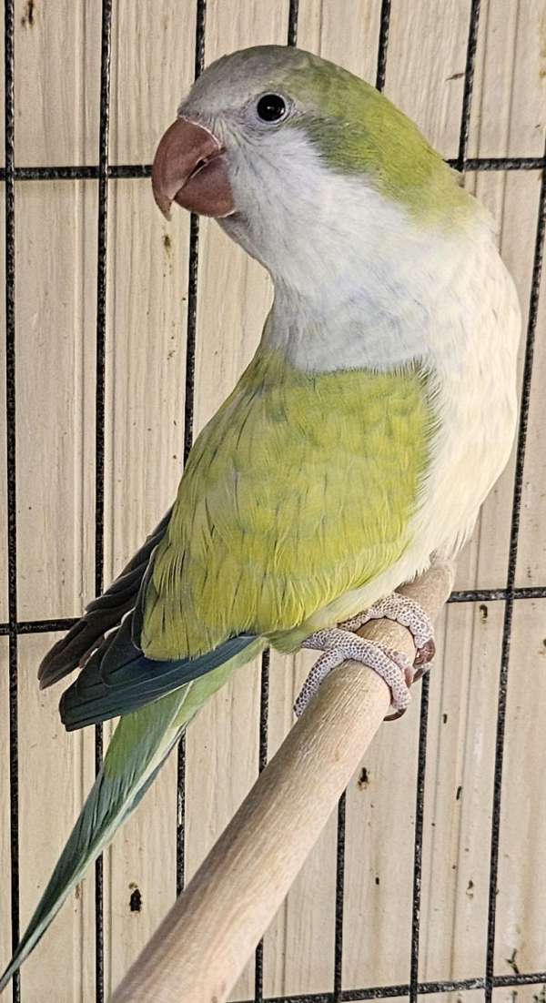 parrot-for-sale-in-lancaster-oh