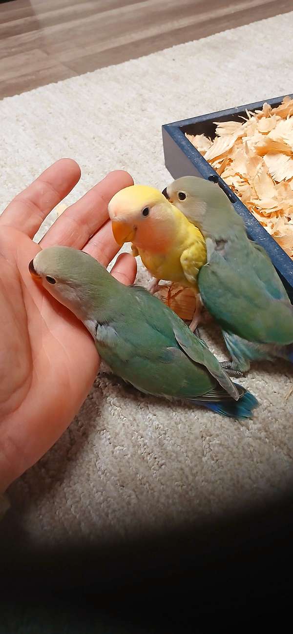 lovebird-for-sale