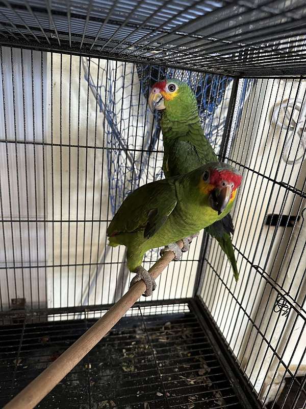 parrot-for-sale-in-cutler-bay-fl