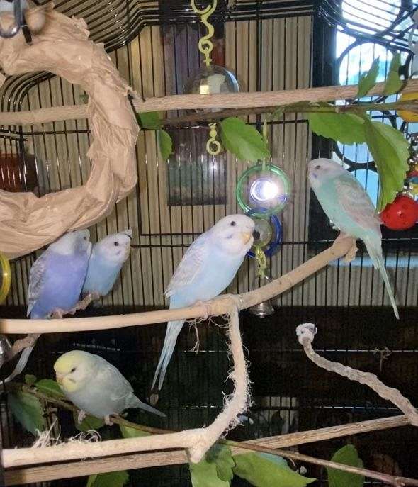 budgerigar-parakeet-for-sale