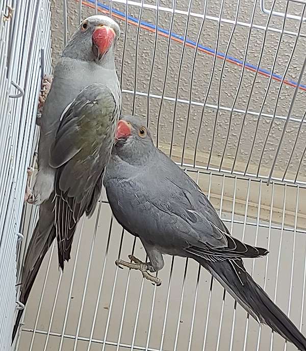 male-female-bird-for-sale-in-virginia-beach-va