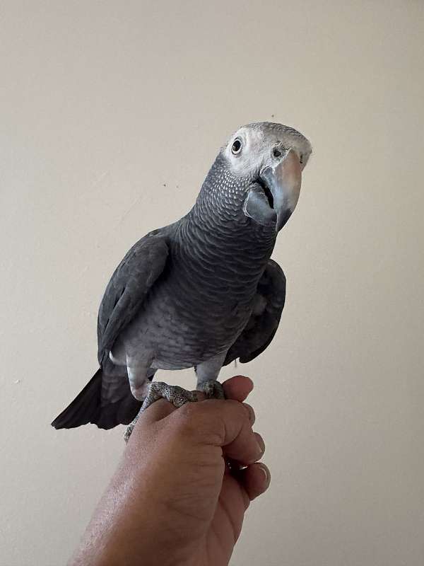 timneh-african-grey-parrot-for-sale-in-dade-city-fl