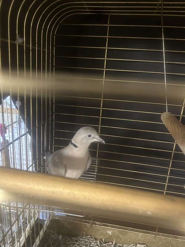 ringneck-dove-for-sale-in-batavia-oh