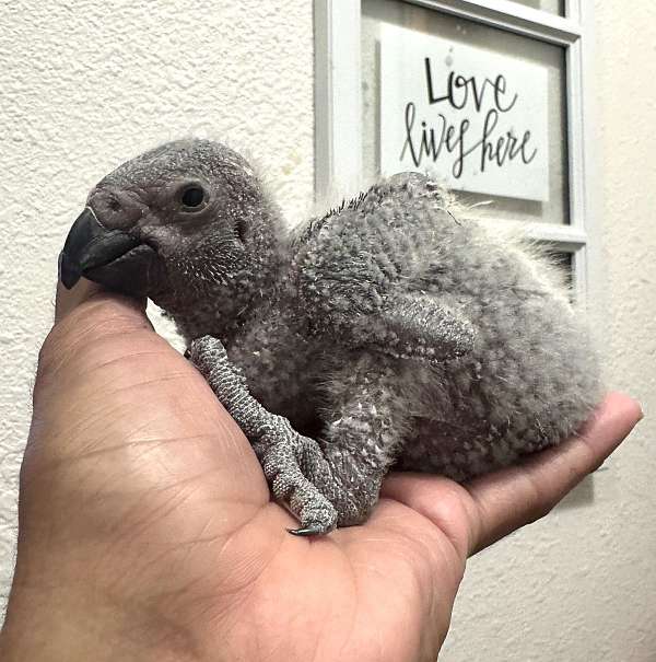 congo-african-grey-parrot-for-sale-in-dade-city-fl