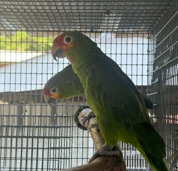 red-lored-amazon-parrot-for-sale-in-dade-city-fl