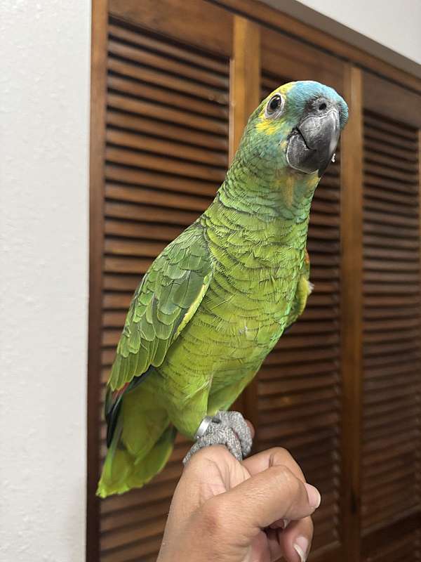 blue-front-amazon-parrot-for-sale-in-dade-city-fl