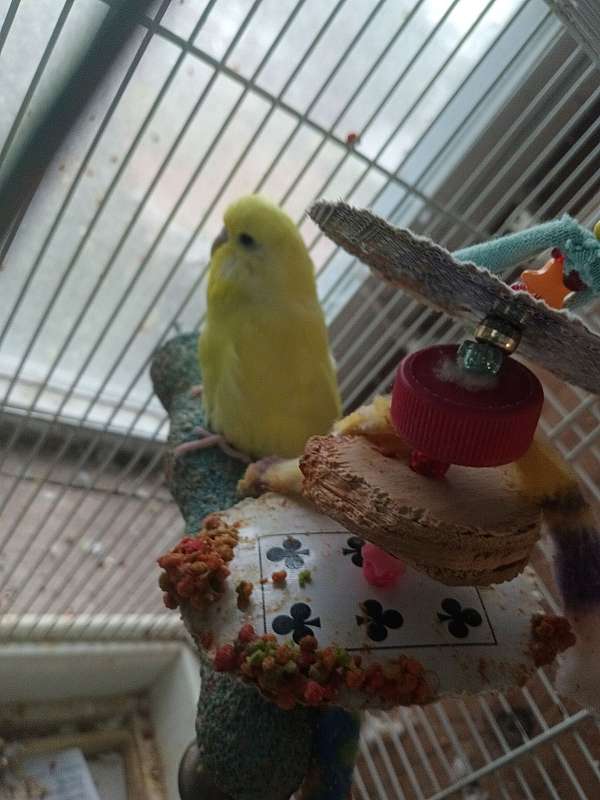 parakeet-for-sale