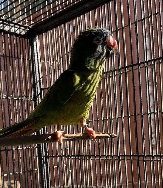 blue-crown-conure-for-sale