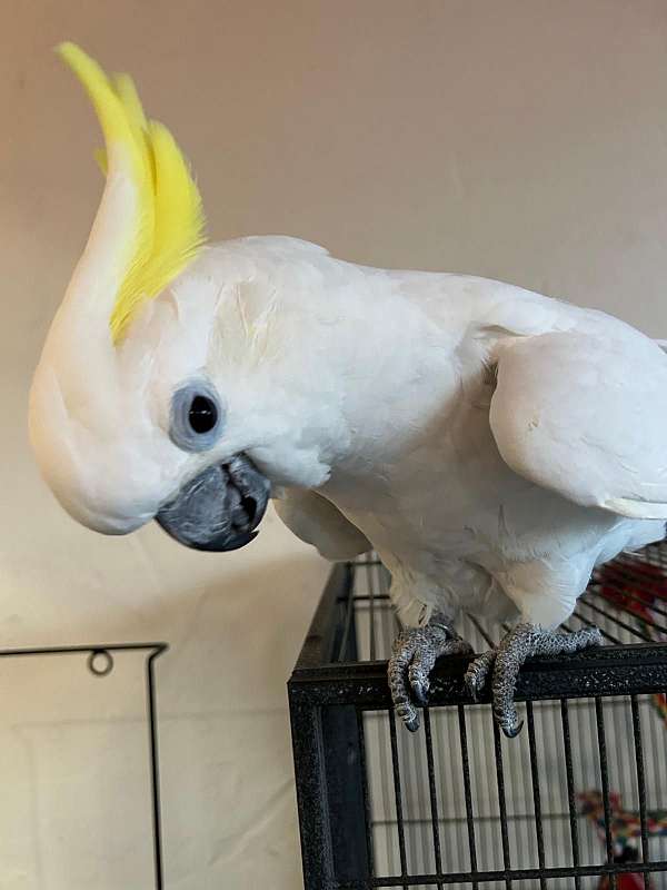 medium-triton-cockatoo-for-sale