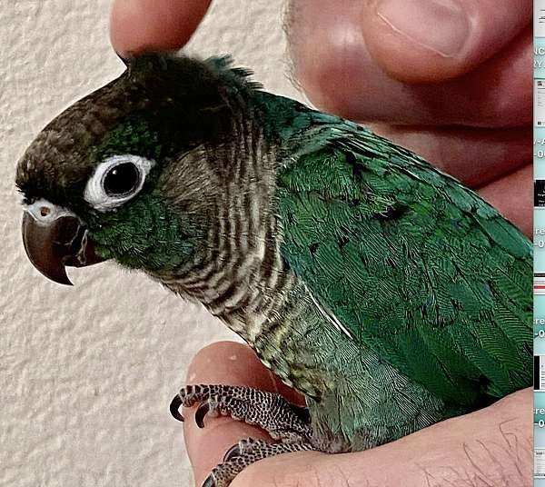 blue-green-bird-for-sale-in-killeen-tx