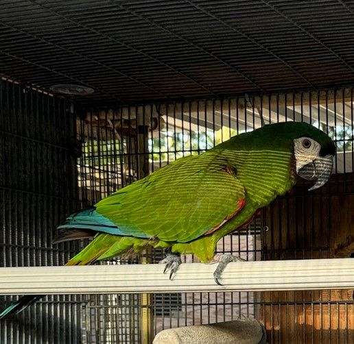 blue-red-caique-for-sale