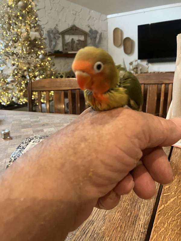 parrot-for-sale-in-orange-beach-al