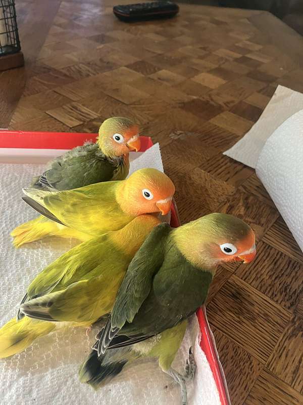 lovebird-for-sale