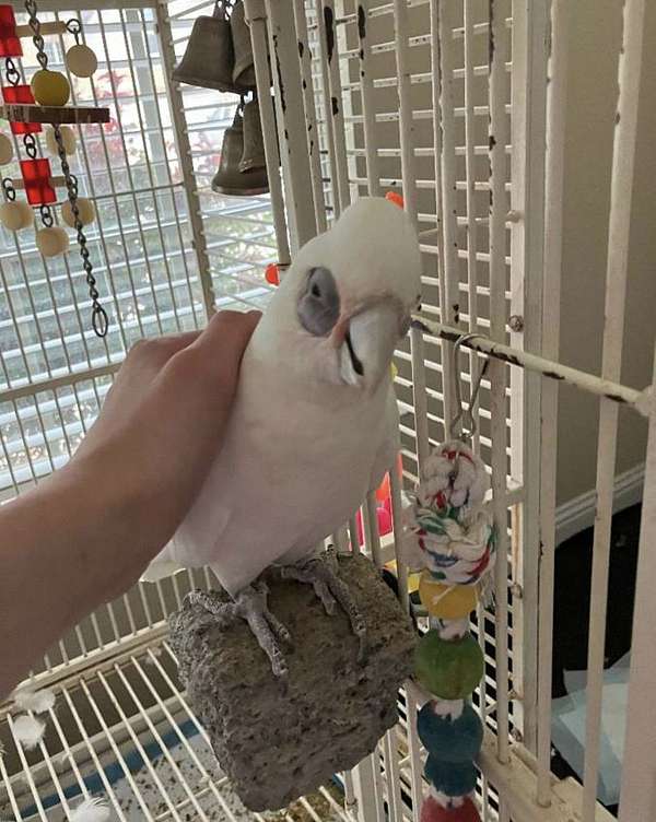 bird-for-sale-in-dallas-tx