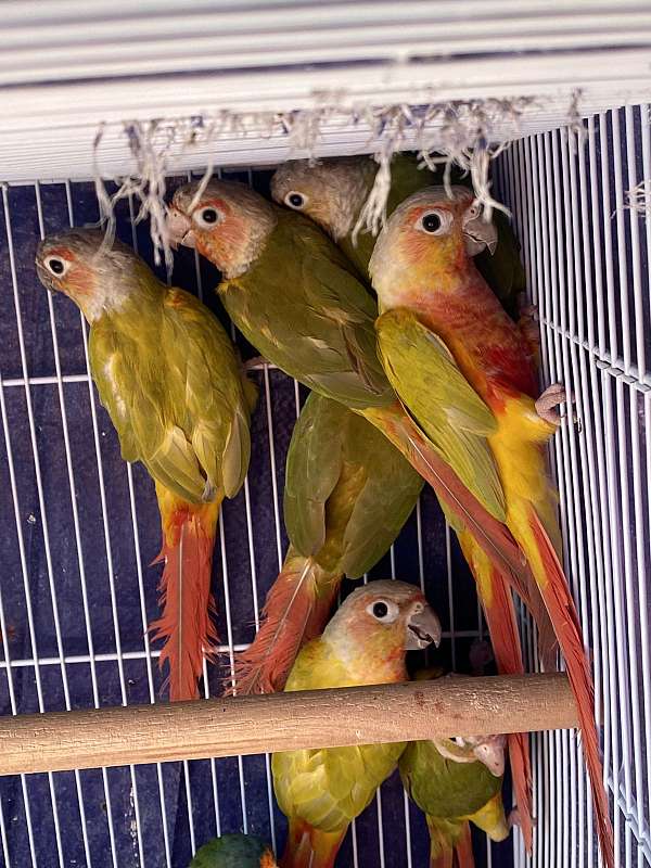 green-cheek-conure-for-sale