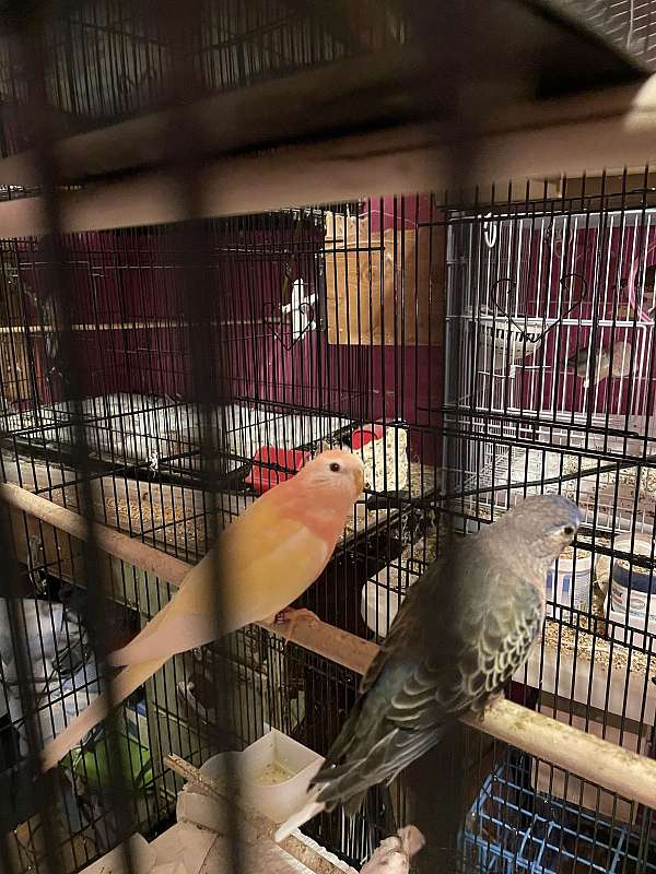 parakeet-bourke-parakeet-for-sale-in-ohio