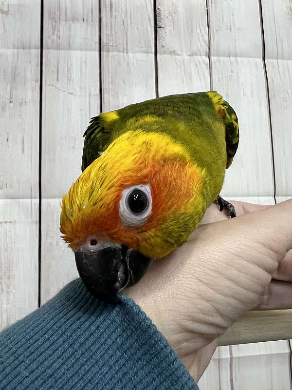 sun-conure-for-sale