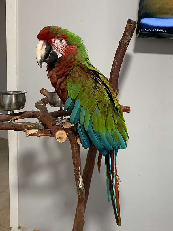 macaw-for-sale