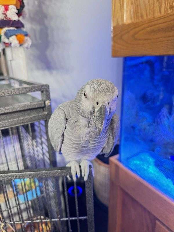 african-grey-parrot-for-sale