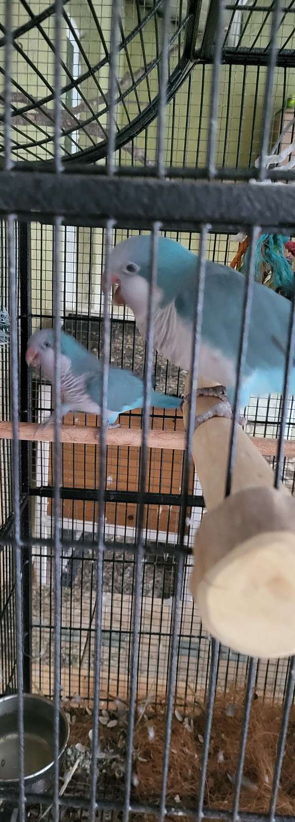 blue-bird-for-sale-in-sarasota-fl