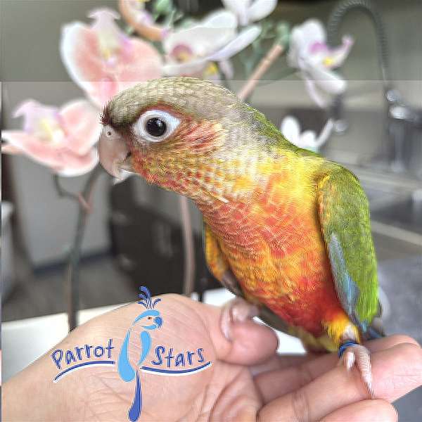 green-cheek-conure-for-sale