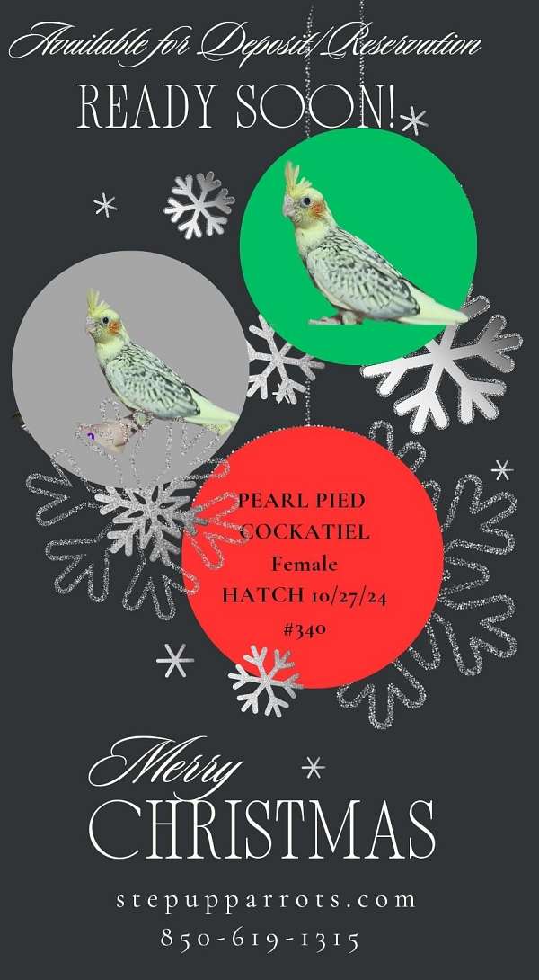 pearl-pied-cockatiel-cockatoo-for-sale