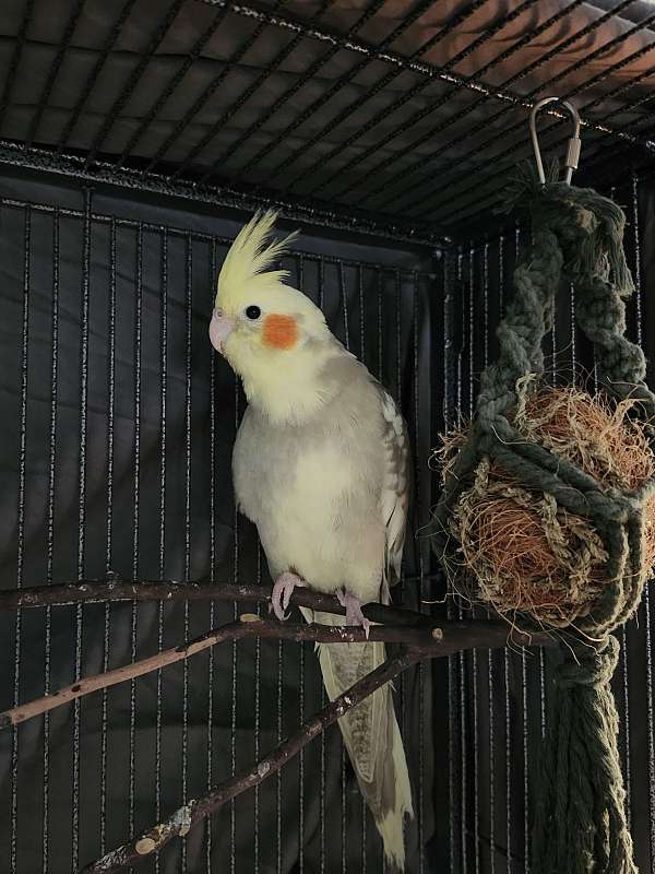 cockatiel-for-sale-in-calverton-md