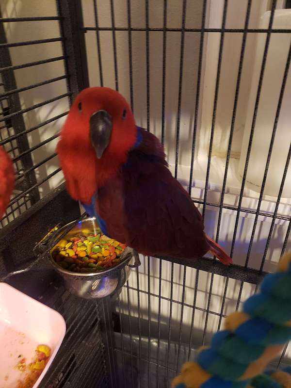 eclectus-parrots-for-sale