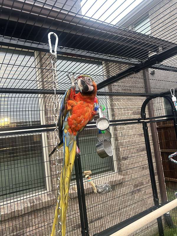 hybrid-macaw-for-sale