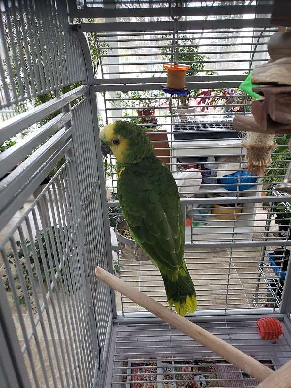 amazon-parrot-for-sale