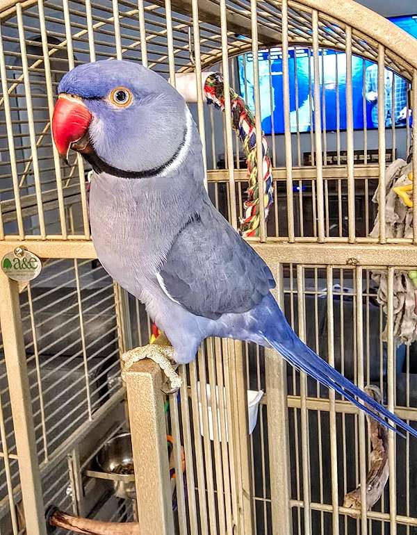 parrot-for-sale-in-ormond-beach-fl