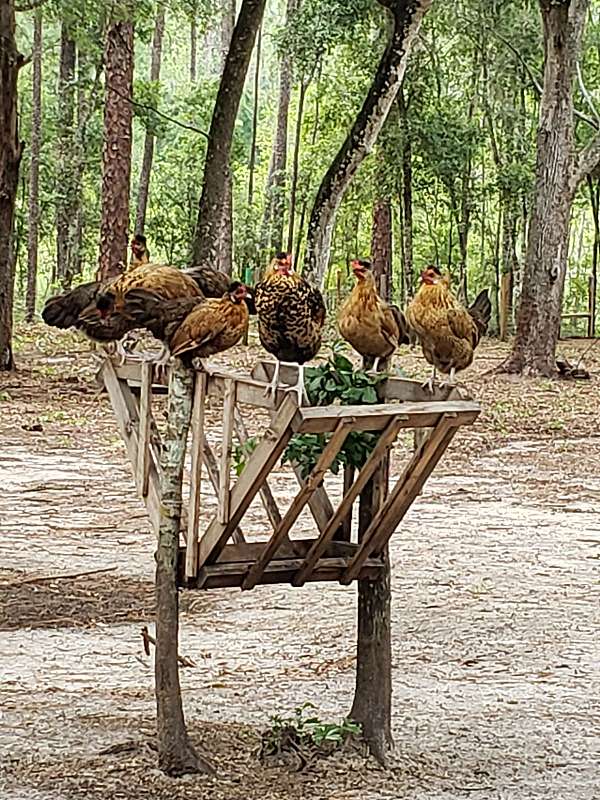 female-bird-for-sale-in-ocklawaha-fl