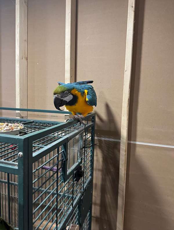 conure-for-sale