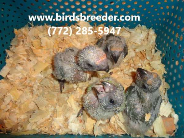 red-bellied-poicephalus-parrots-for-sale-in-bronson-fl