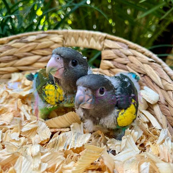 meyers-poicephalus-parrots-for-sale-in-miami-fl