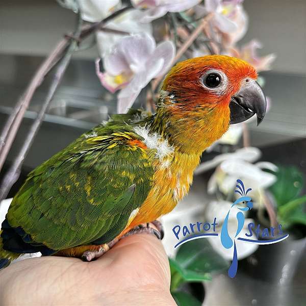 sun-conure-for-sale