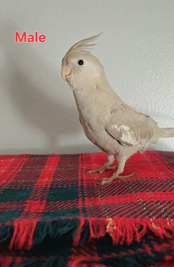 cinnamon-white-bird-for-sale-in-lake-city-fl