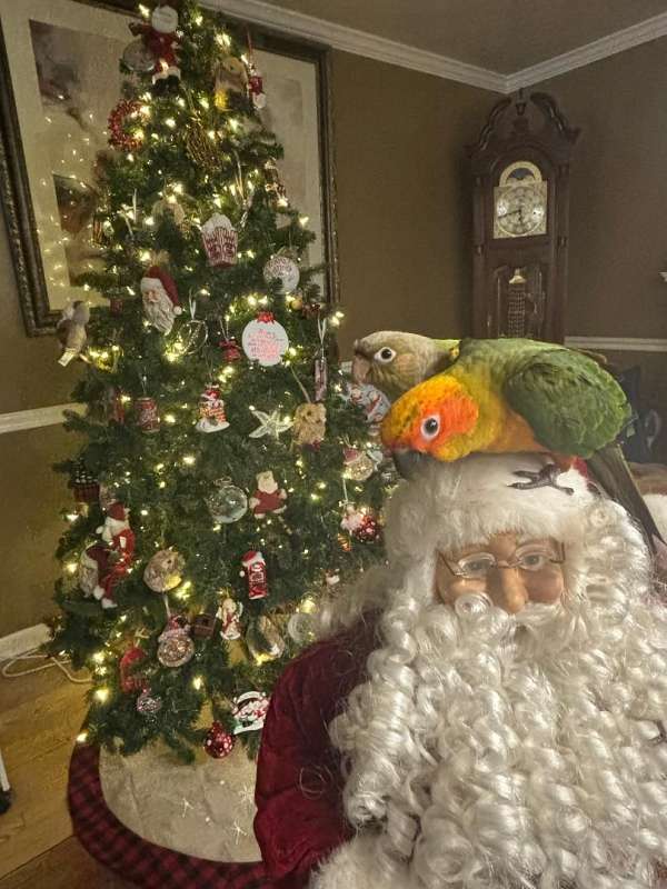 conure-for-sale-in-shiremanstown-pa