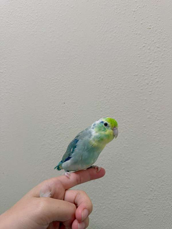 parrotlet-for-sale