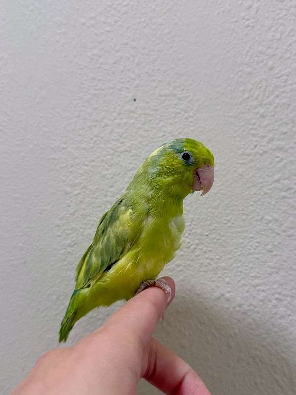 parrotlet-for-sale