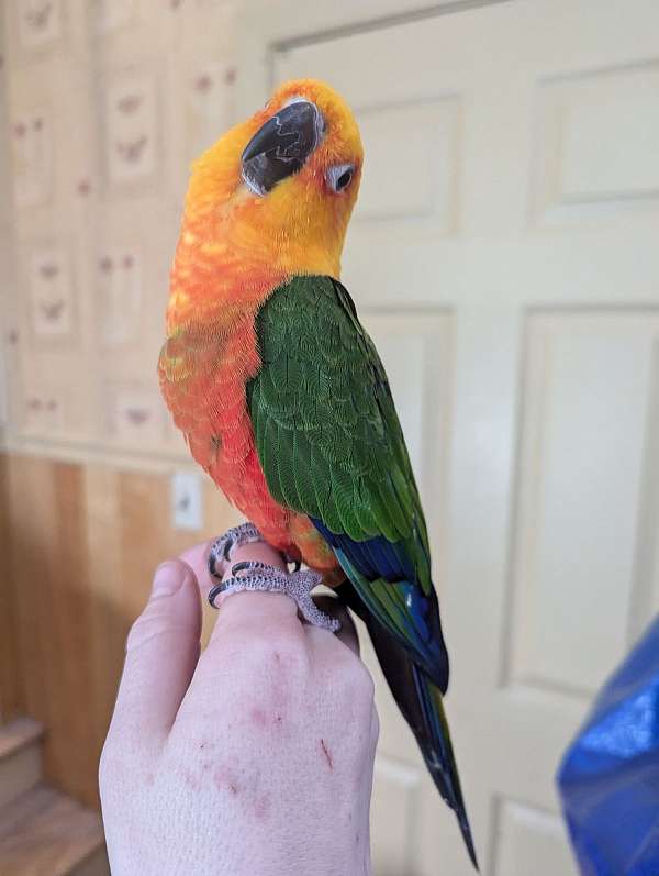 jenday-conure-for-sale